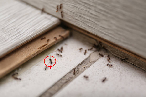 Best Pest Control Near Me  in Lexington, TX